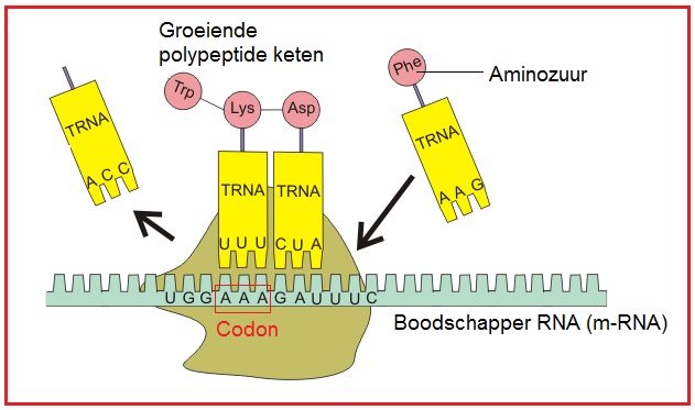 Codon