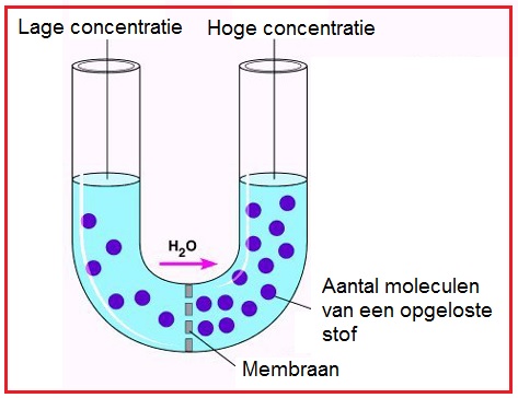 Concentratie