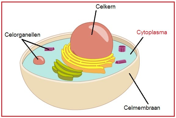 Cytoplasma