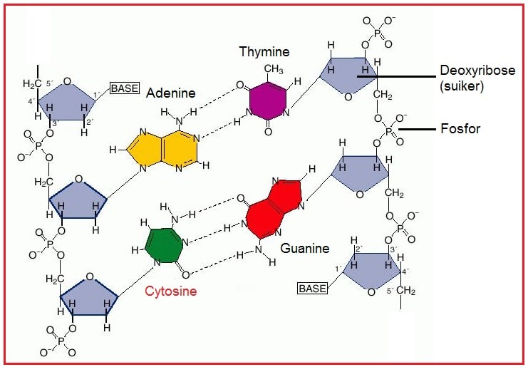 Cytosine