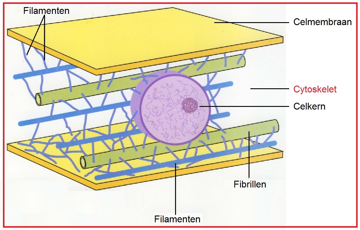 Cytoskelet