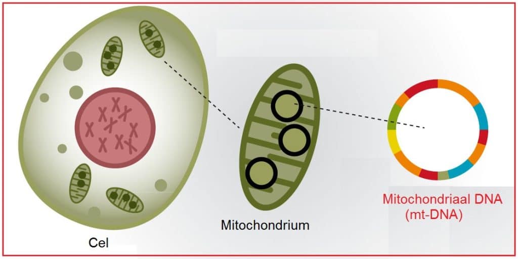 DNA, Mitochondriaal 9 DNA mt