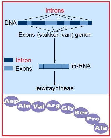 DNAintrons