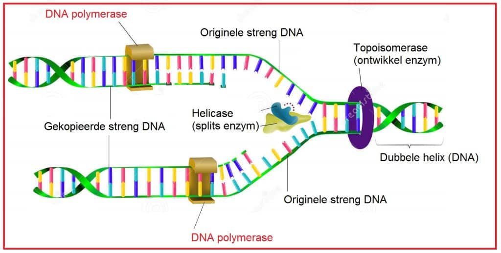 DNA-polymerase 1 DNApolymerase