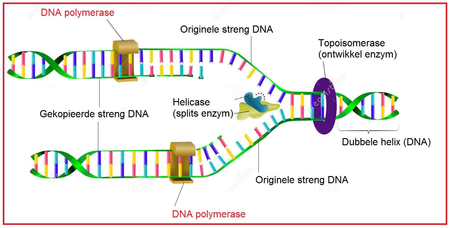 DNApolymerase