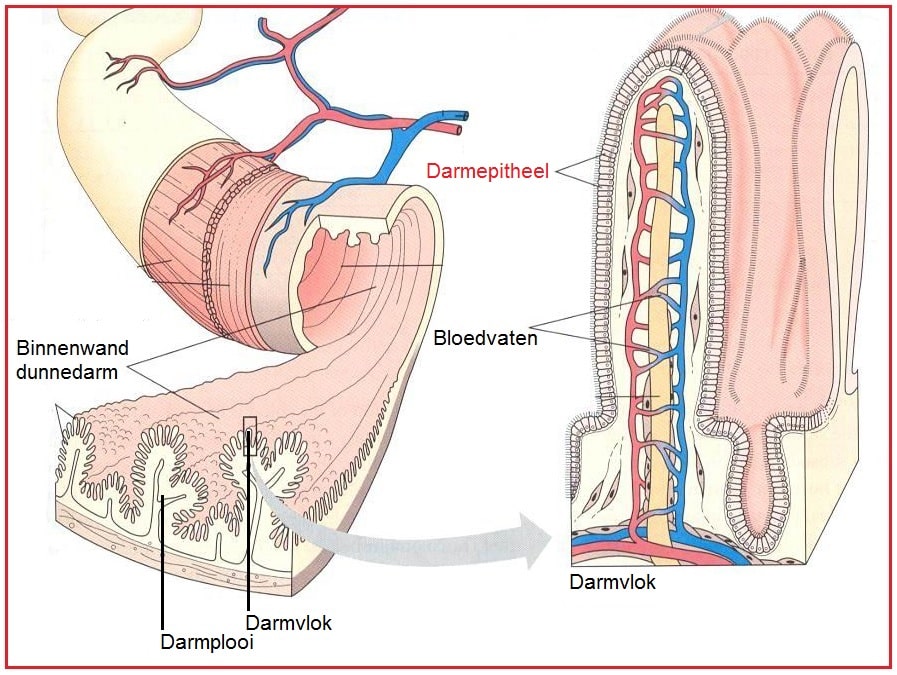 Darmepitheel