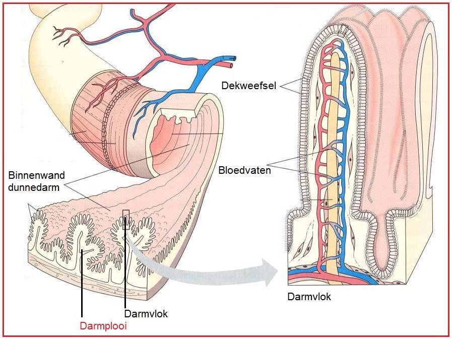 Darmplooi