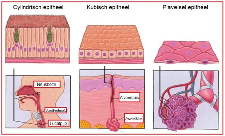 Dekweefsel | Biologielessen.nl