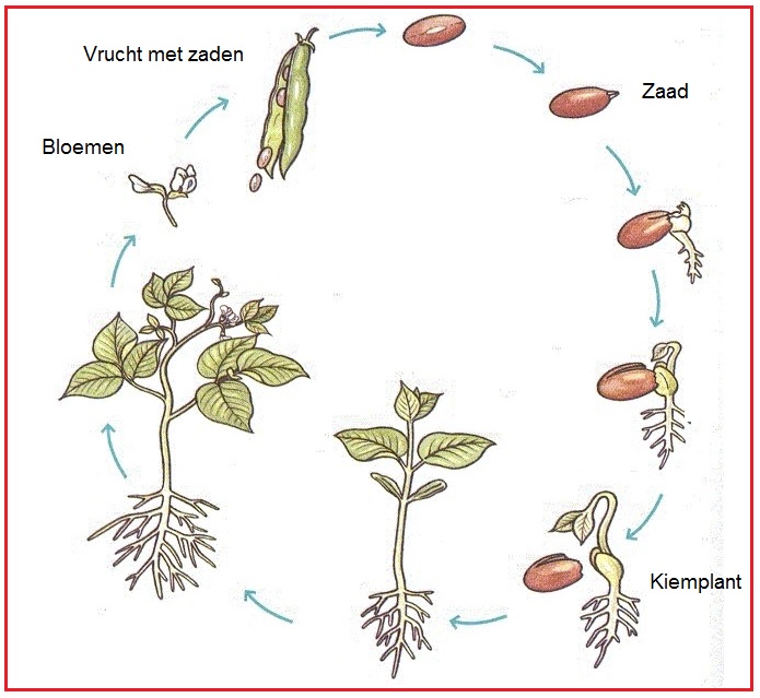 Eenjarigeplant