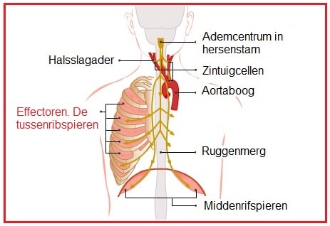 Effectoren