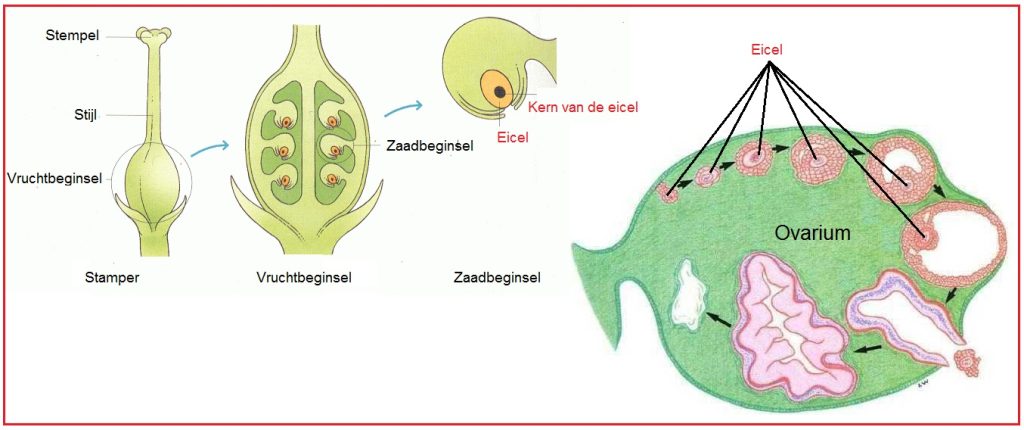 Eicel