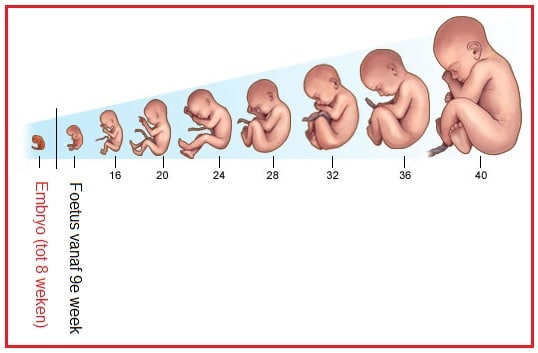 Embryo