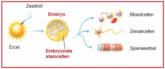 Embryonalestamcellen