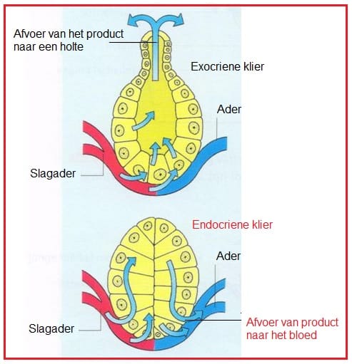 Endocrieneklier