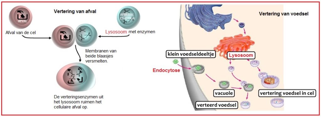 Endocytose 13 Endocytose