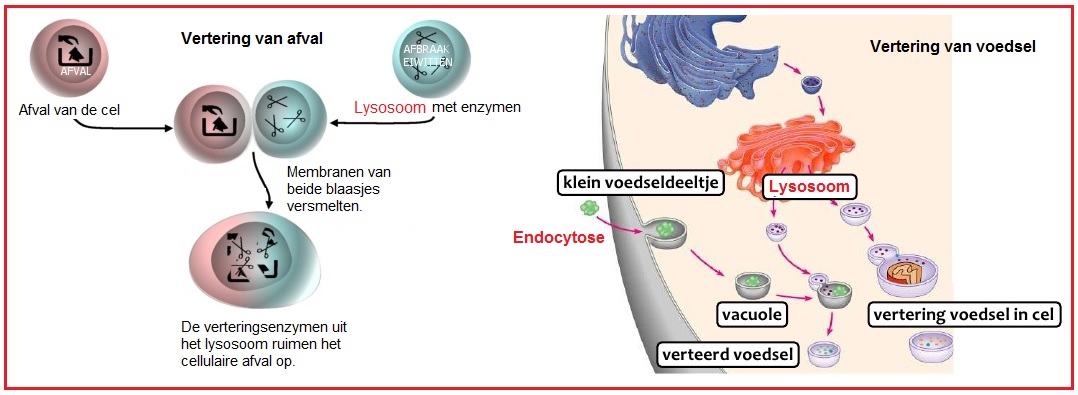 Endocytose