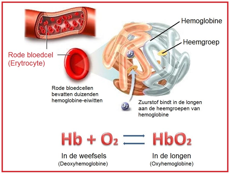 Erytrocyte