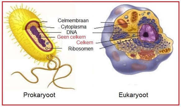 Eukaryoot