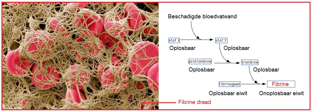 Fibrine