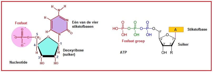 Fosfaatgroepen