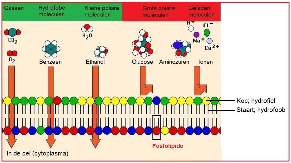 Fosfolipide