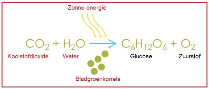 Fotosynthesebeperkendefactoren