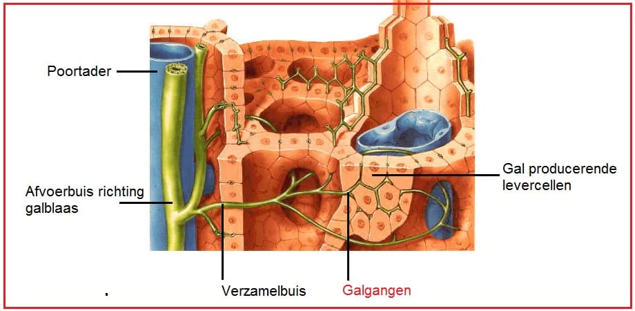 Galgangen