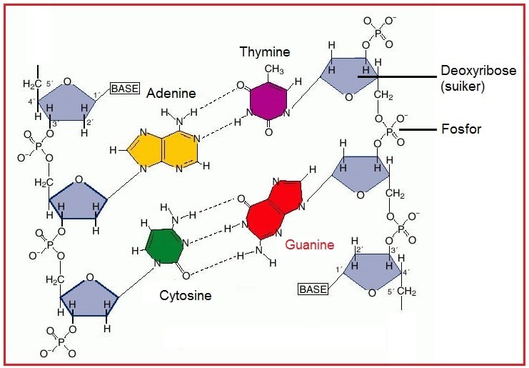 Gaunine