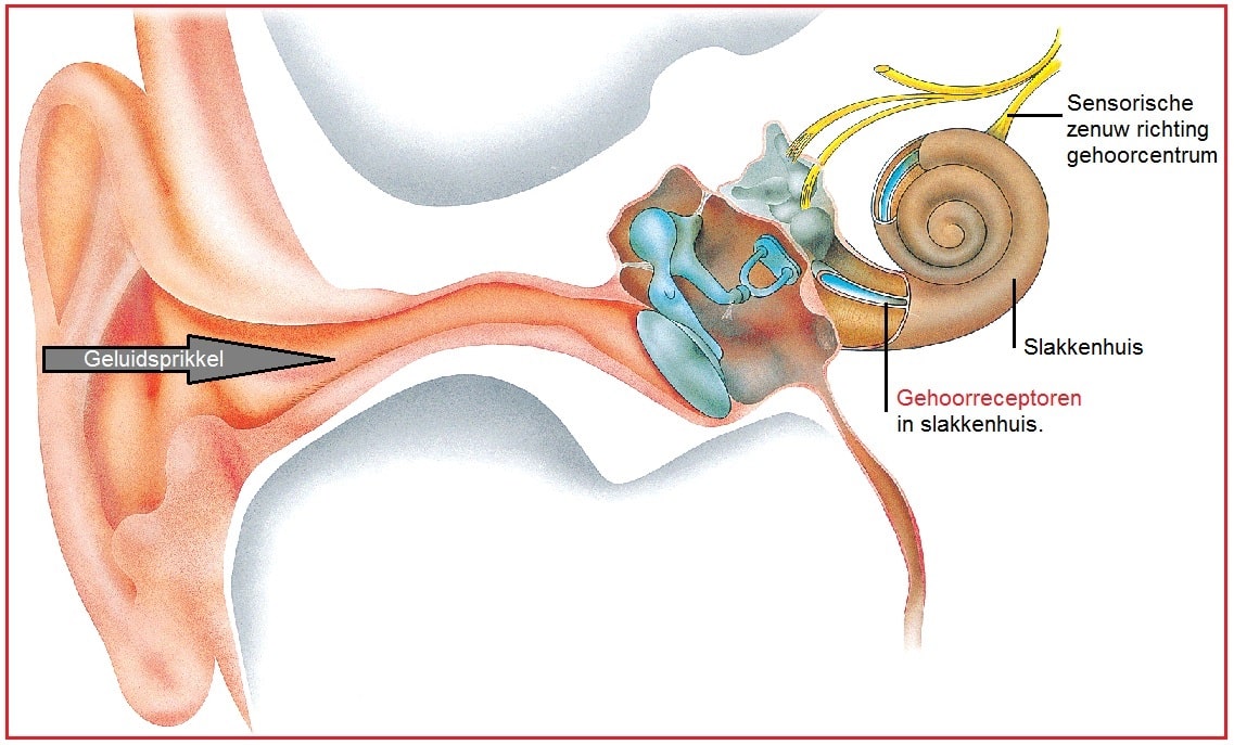 Gehoorreceptoren