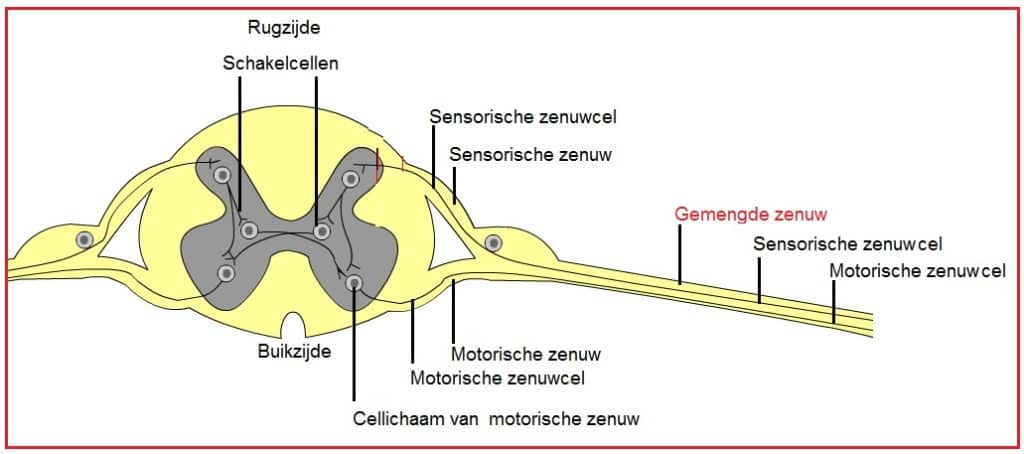 Gemengde zenuw 7 Gemengdezenuw