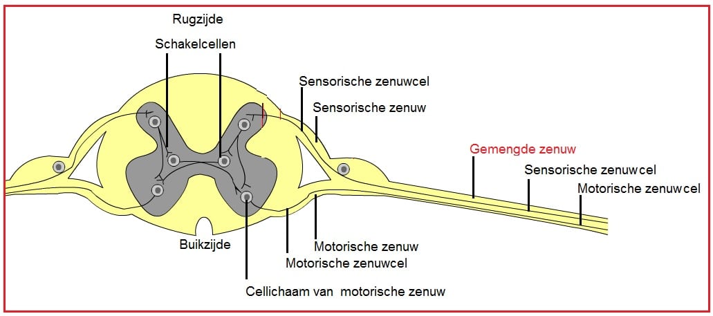 Gemengdezenuw