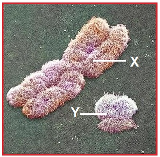 Geslachtschromosomen