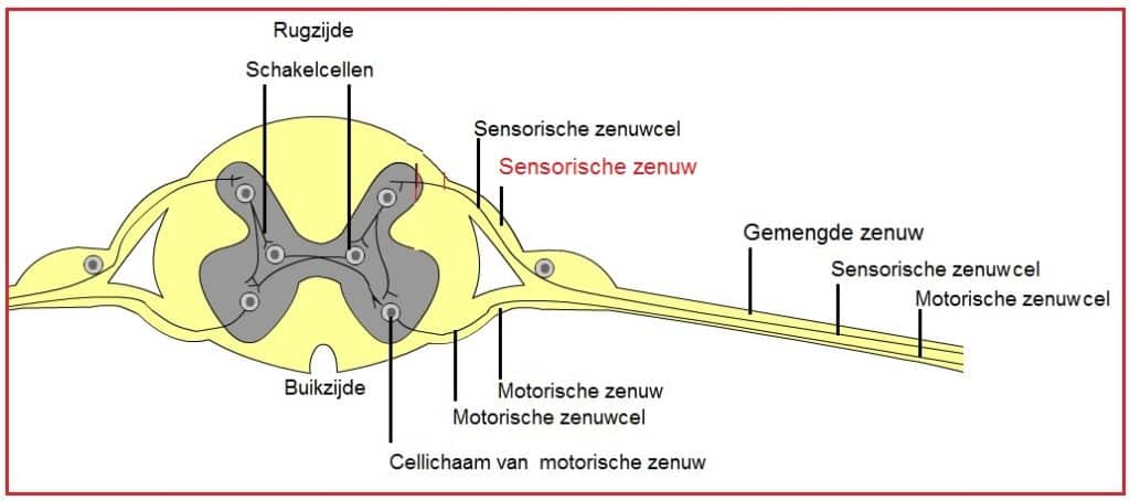 Gevoelszenuw 11 Gevoelszenuw