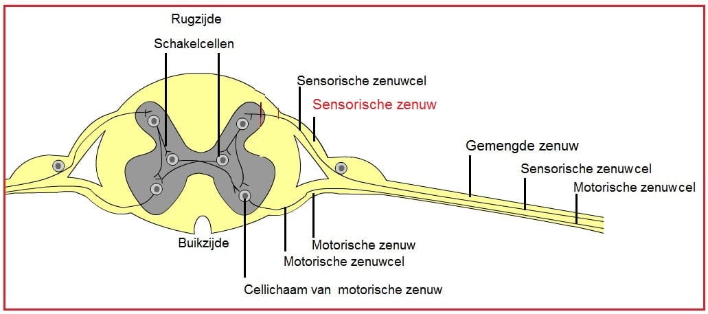 Gevoelszenuw