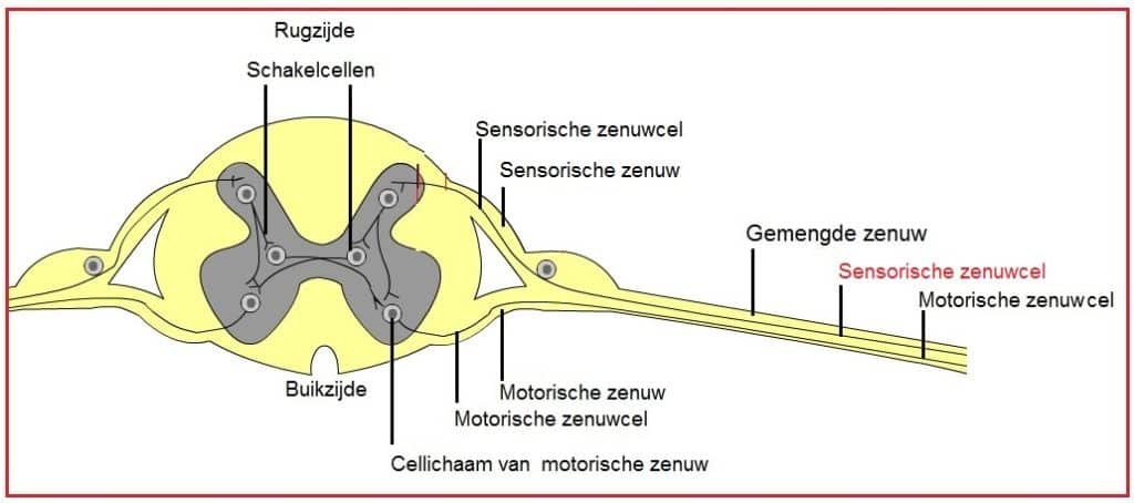 Gevoelszenuwcellen 7 Gevoelszenuwcel