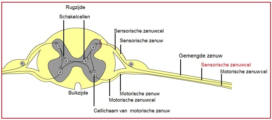 Gevoelszenuwcel