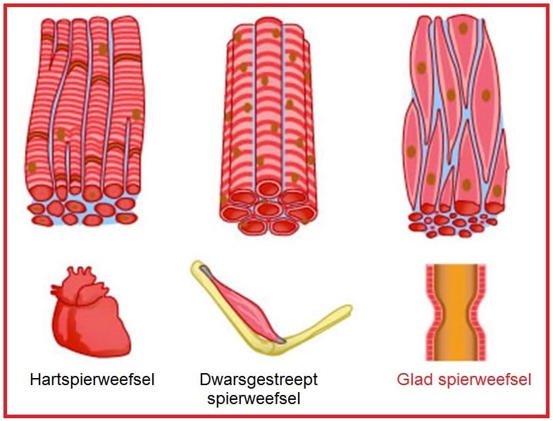 Gladspierweefsel