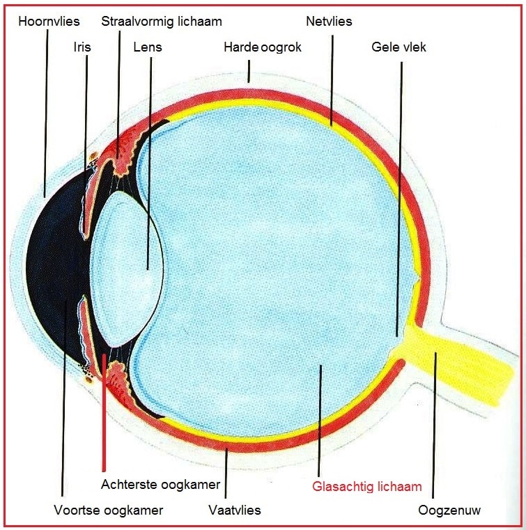 Glasachtiglichaam