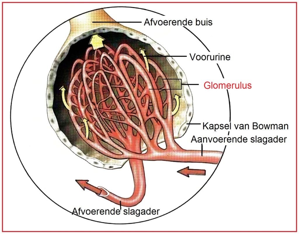 Glomerulus 3 Glomerulus