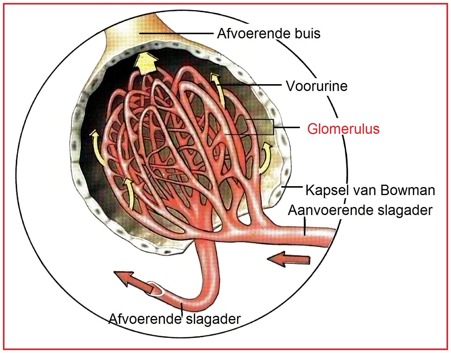 Glomerulus