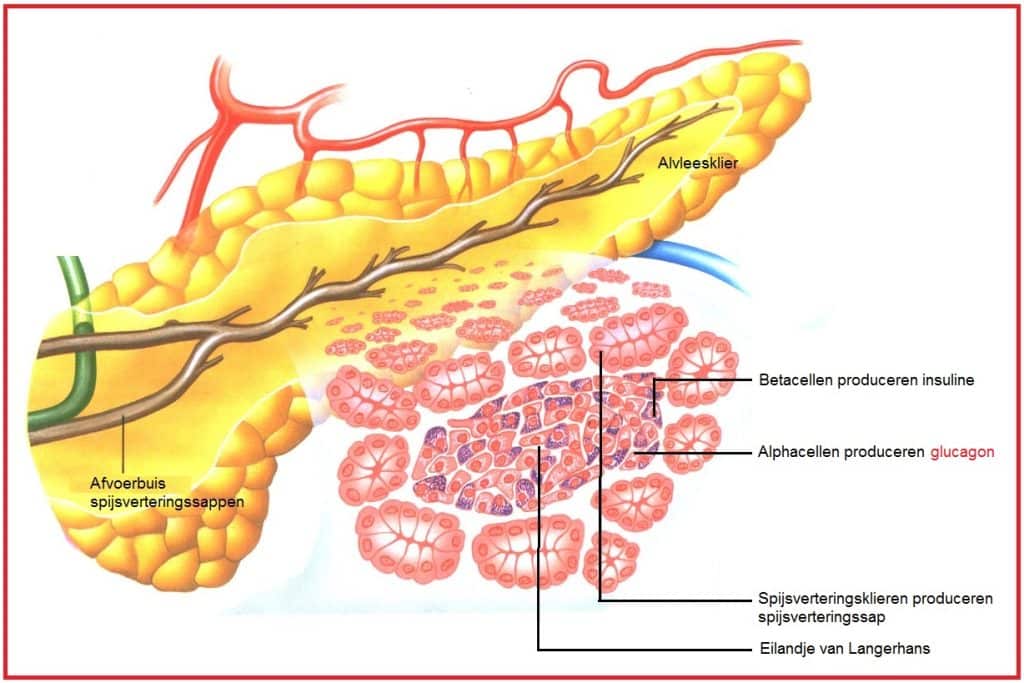 Glucagon 1 Glucagon
