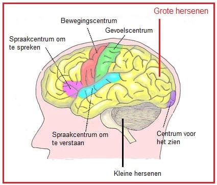 Grote hersenen