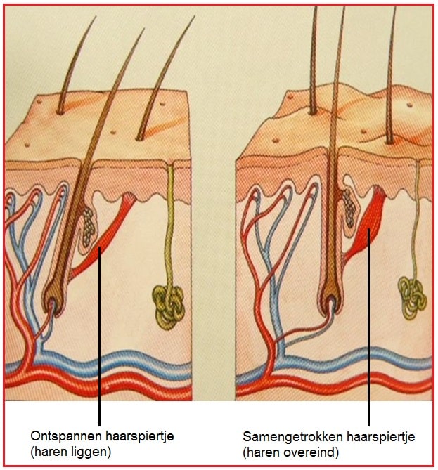 Haarspiertje