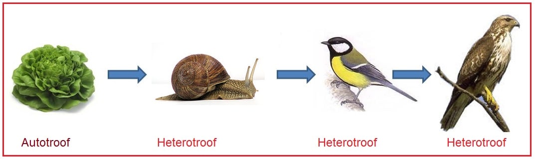 Heterotroof