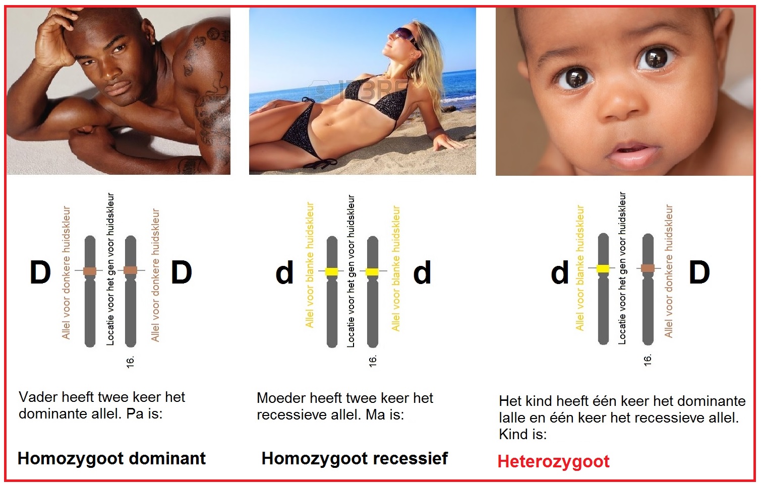 Heterozygoot