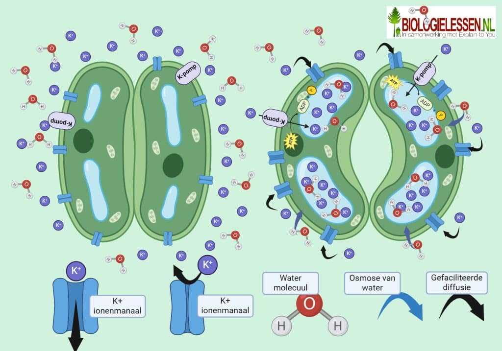 Huidmondjes 7 Huidmondjes