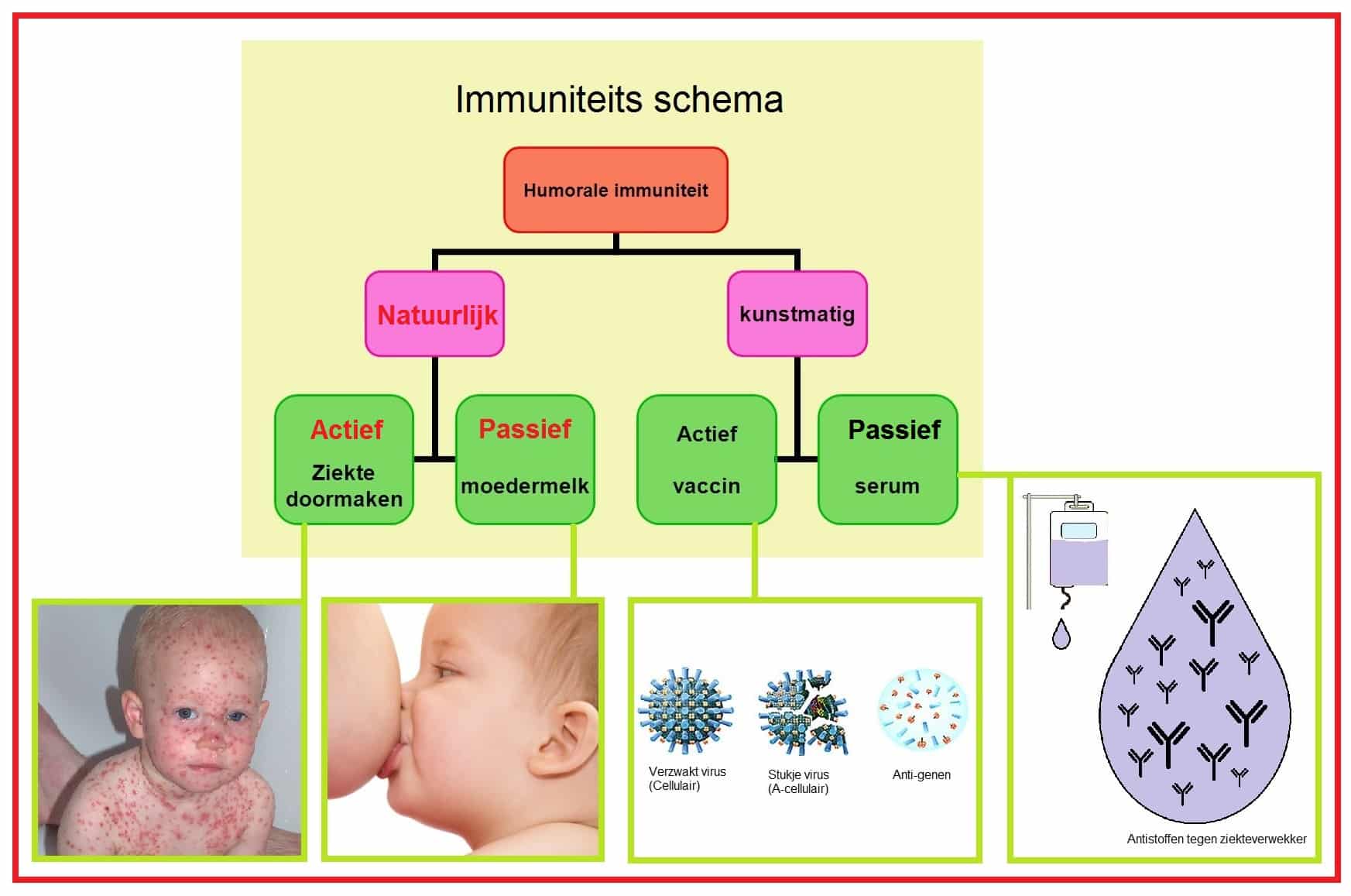 Immuniteitnatuurlijk