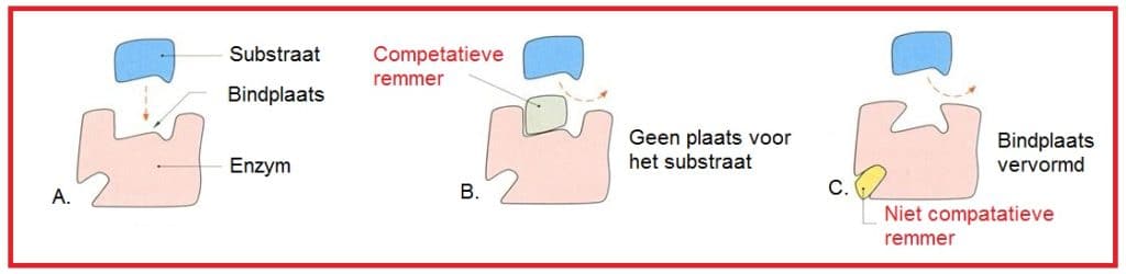 Inactief pro-enzym 7 Inactiefpro enzym