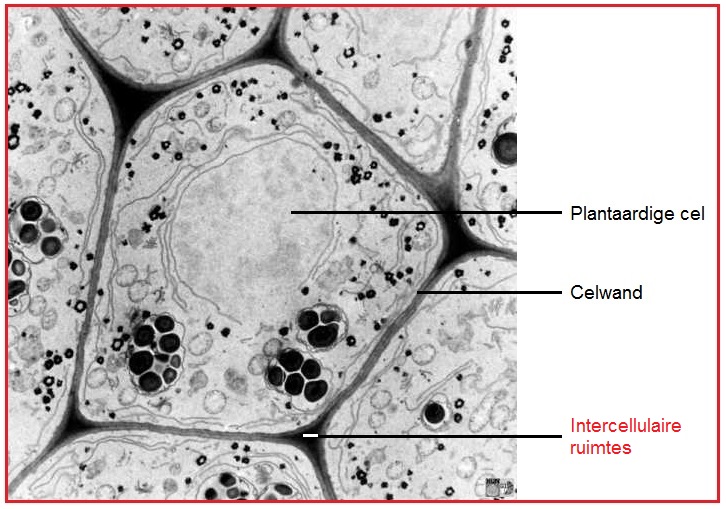 Intercellulaireruimte