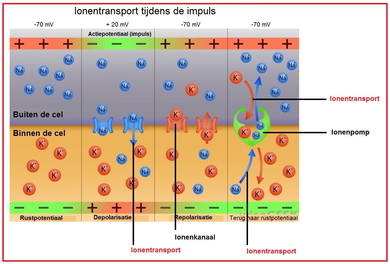 Ionentransport